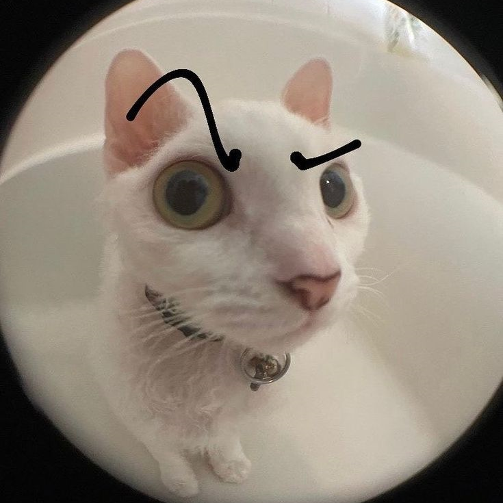 catpfp